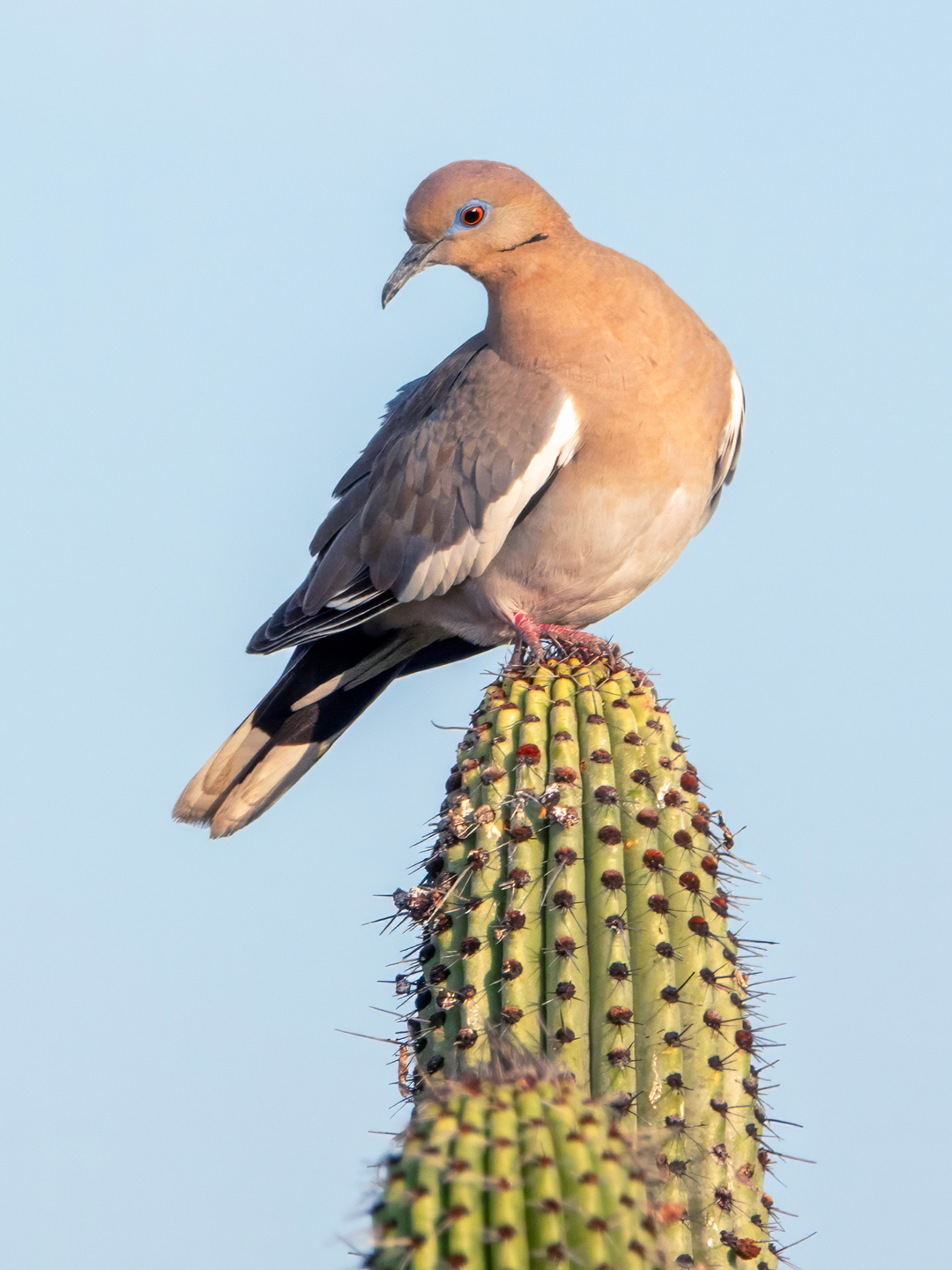 WHITE-WINGED-DOVE-2-DSC00870-WEB